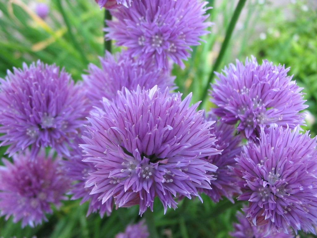 Seattle Seed Company Chives - Onion | Heirloom Boulevard