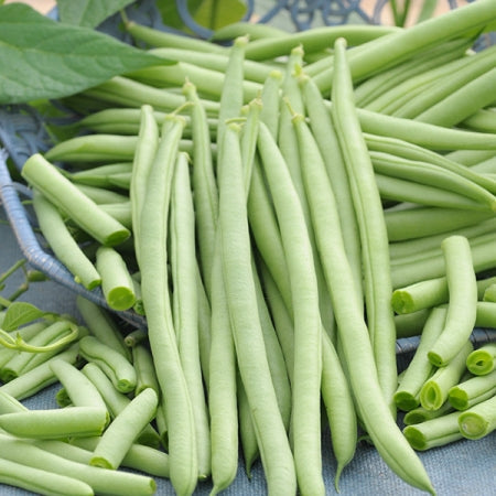Seattle Seed Company Beans - Cobra (Pole) | Heirloom Boulevard