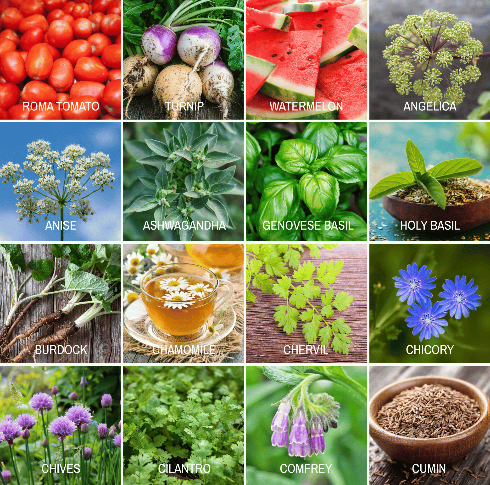 Southern Seeds Community Garden Survival Seed Vault – 120 Seed Varieties | Heirloom Boulevard