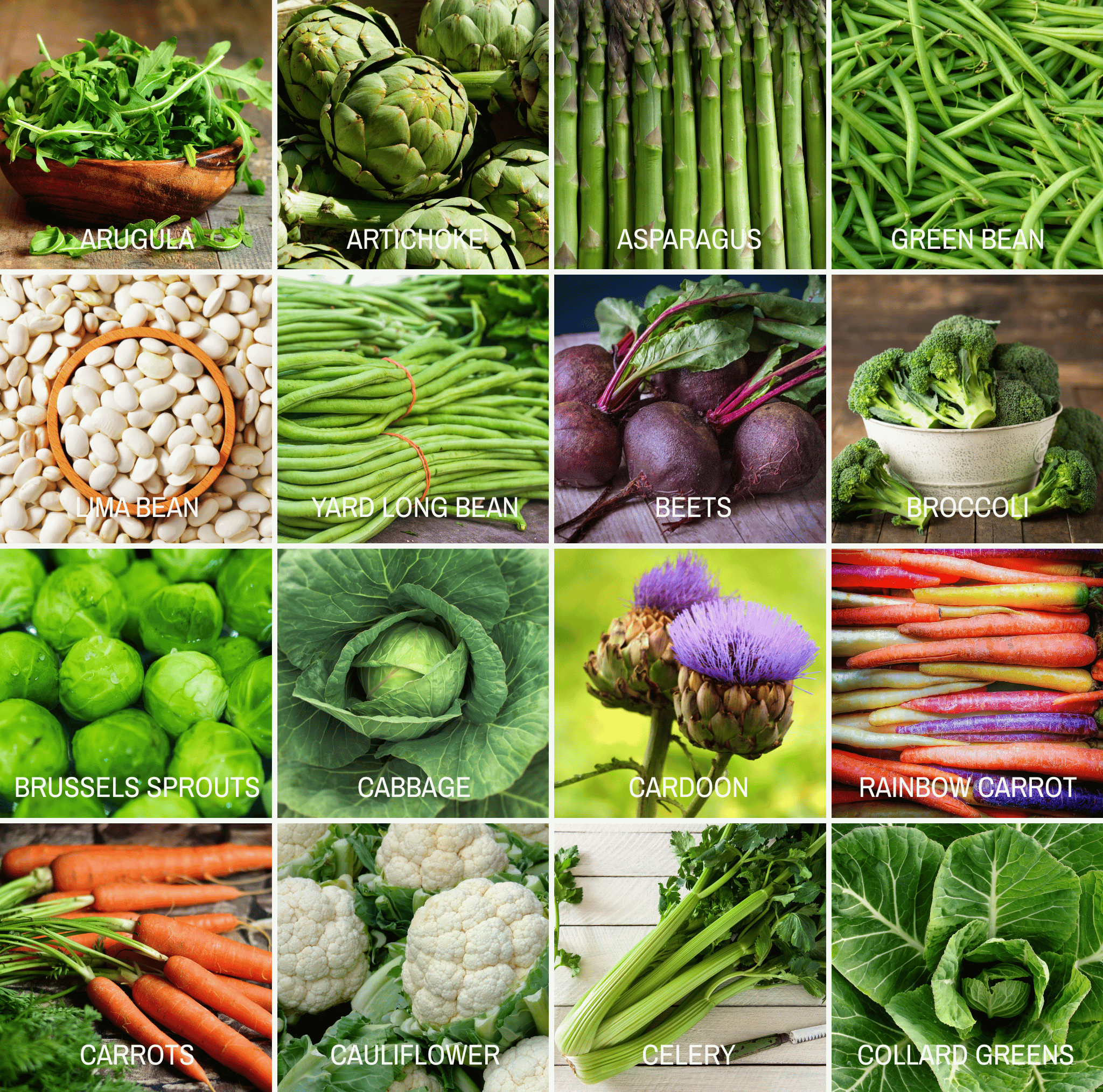 Southern Seeds Community Garden Survival Seed Vault – 120 Seed Varieties | Heirloom Boulevard