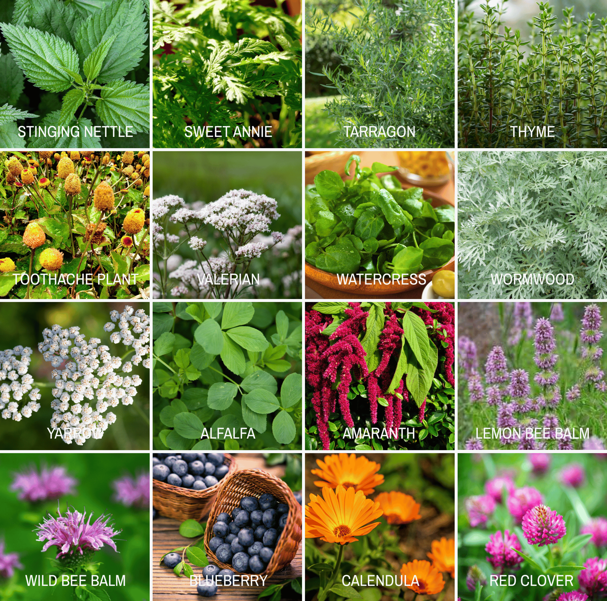 Southern Seeds Community Garden Survival Seed Vault – 120 Seed Varieties | Heirloom Boulevard