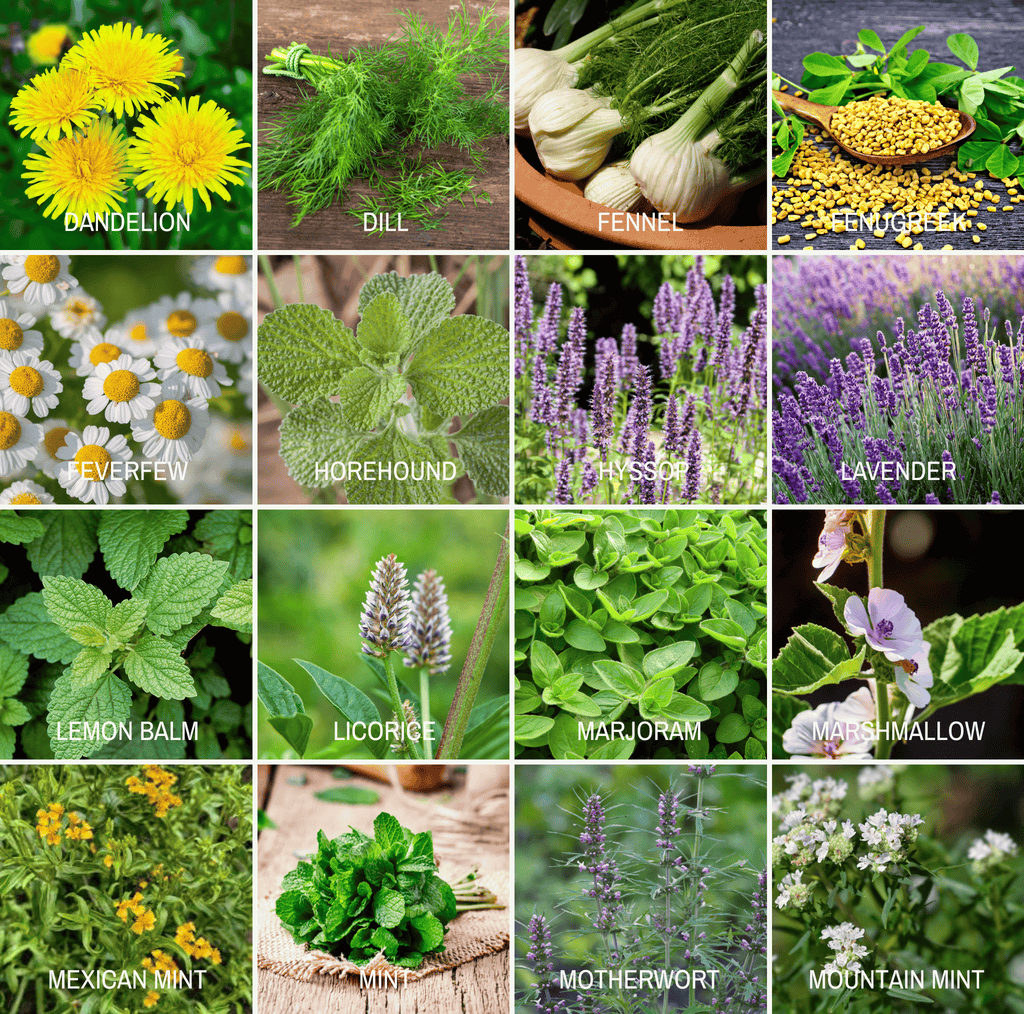 Southern Seeds Community Garden Survival Seed Vault – 120 Seed Varieties | Heirloom Boulevard