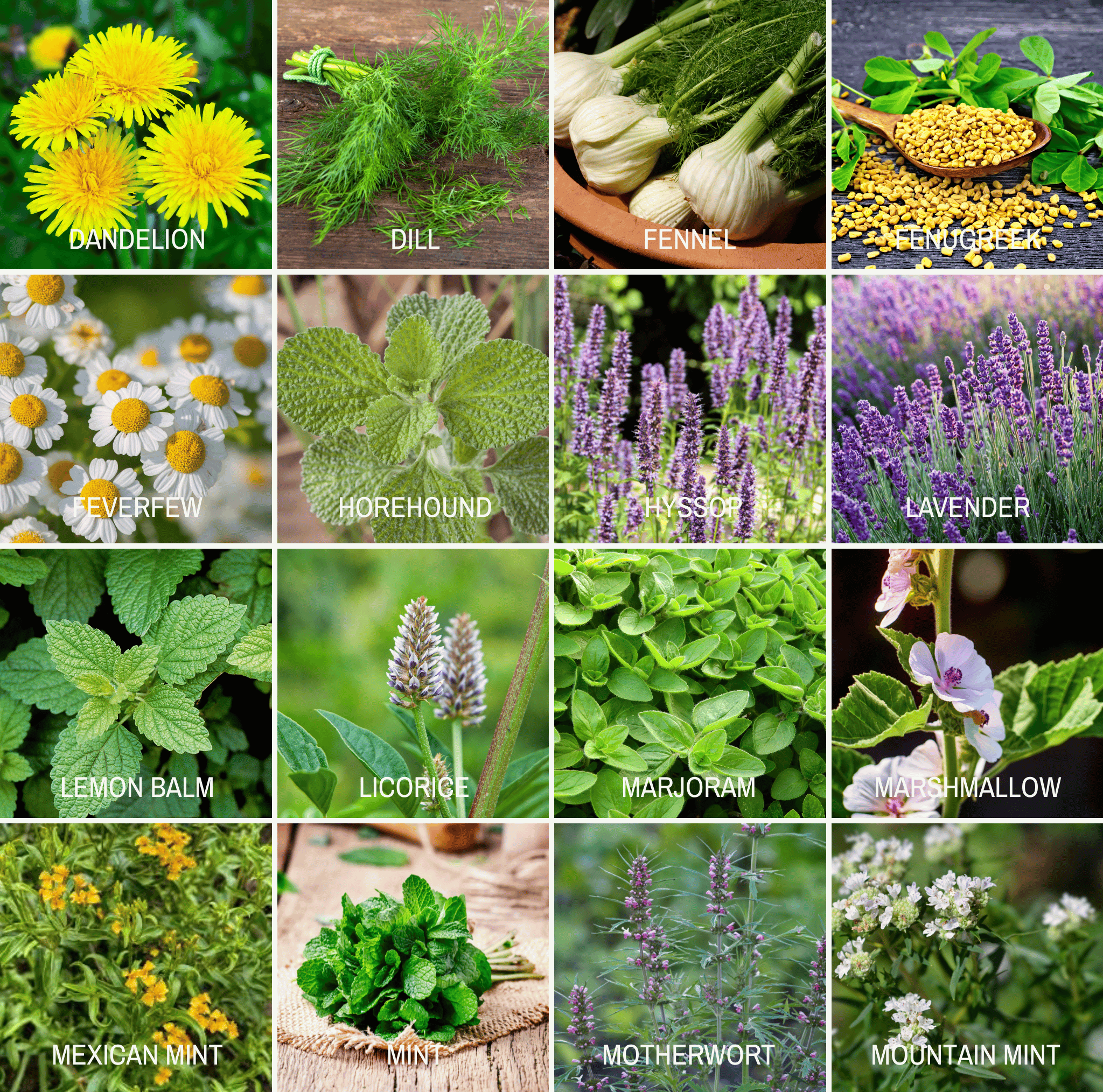 Southern Seeds Community Garden Survival Seed Vault – 120 Seed Varieties | Heirloom Boulevard