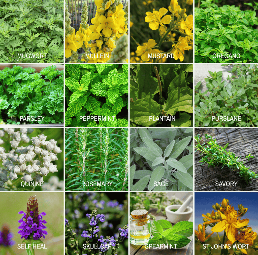 Southern Seeds Community Garden Survival Seed Vault – 120 Seed Varieties | Heirloom Boulevard