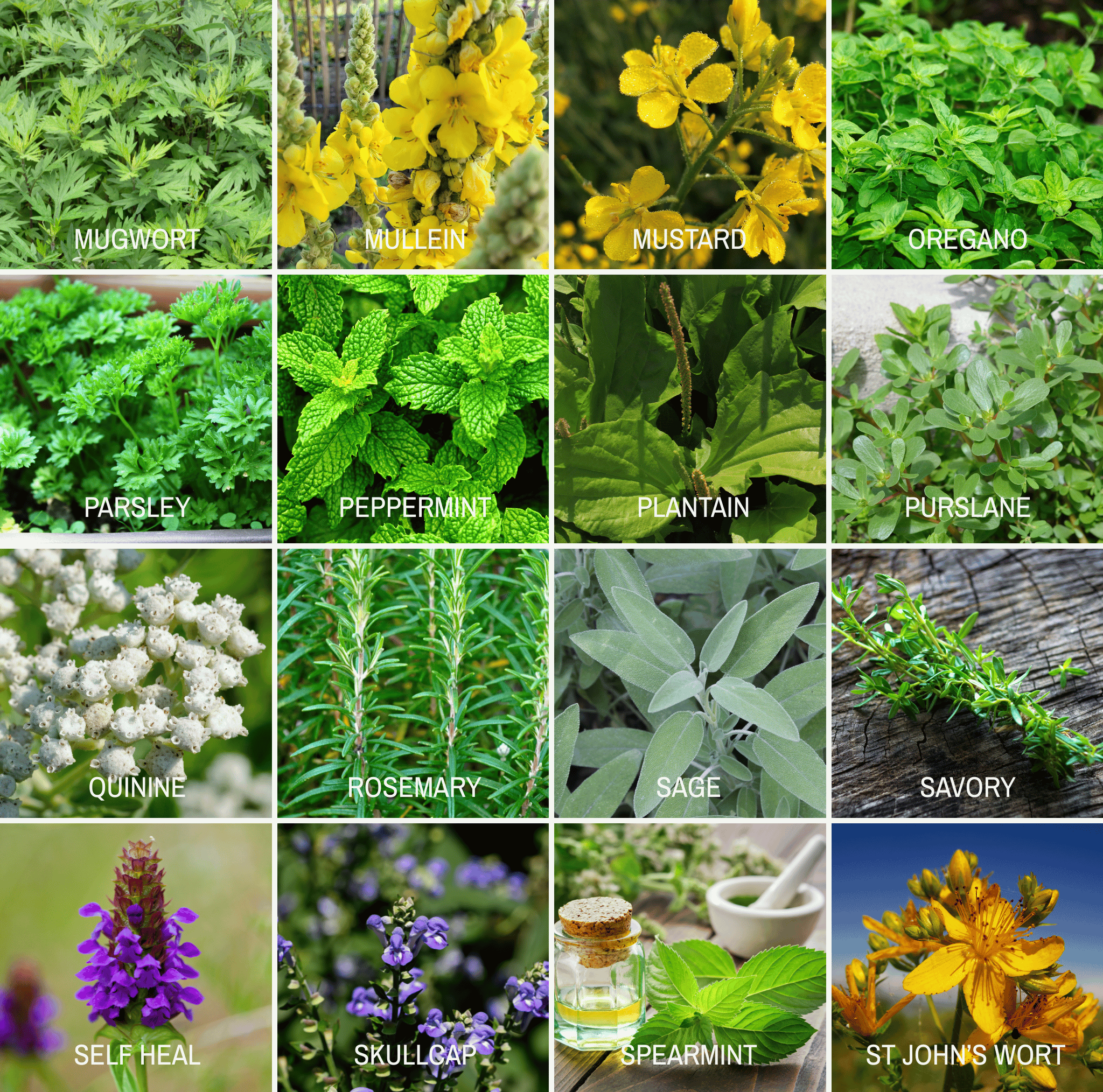 Southern Seeds Community Garden Survival Seed Vault – 120 Seed Varieties | Heirloom Boulevard