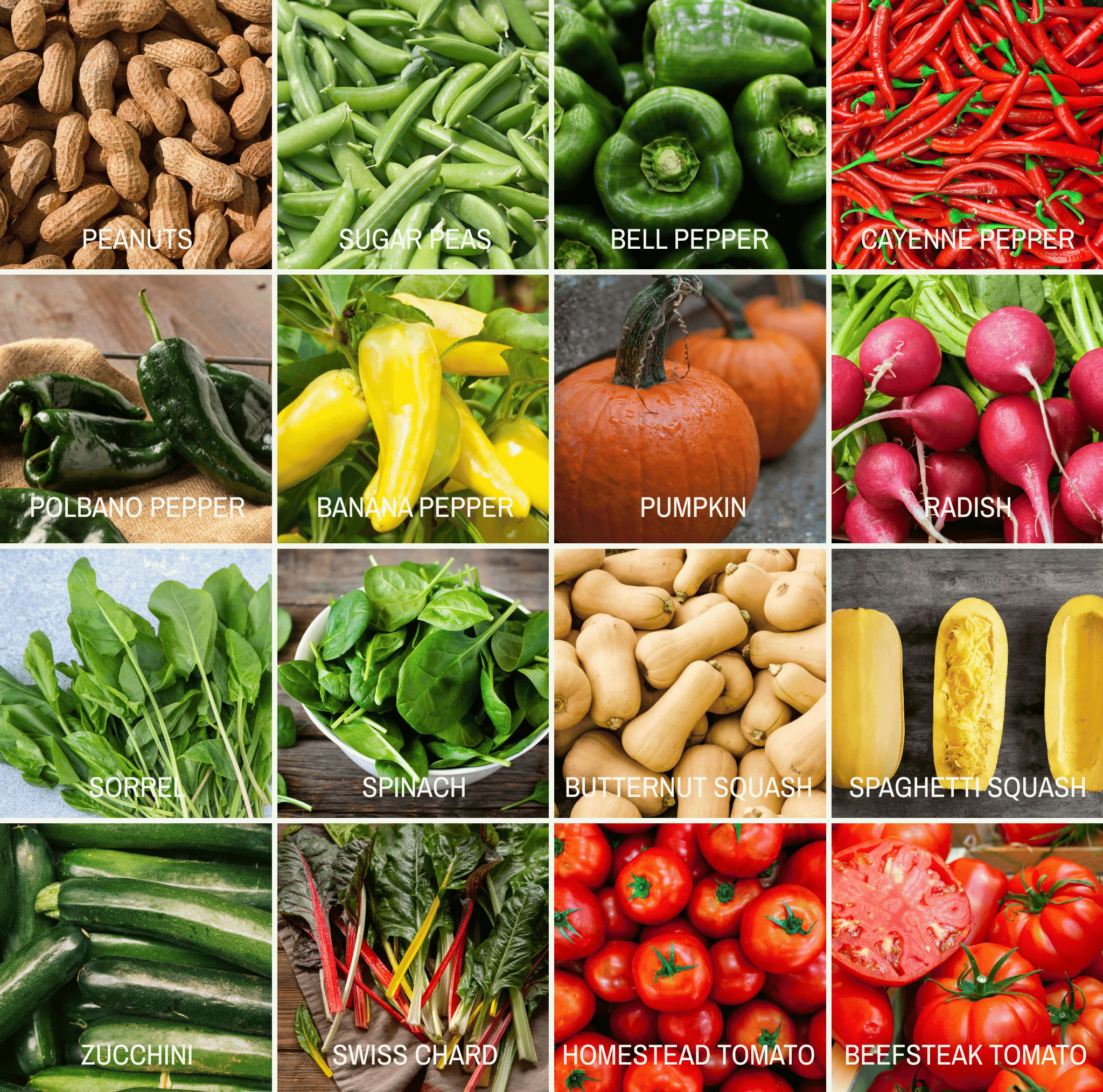 Southern Seeds Community Garden Survival Seed Vault – 120 Seed Varieties | Heirloom Boulevard