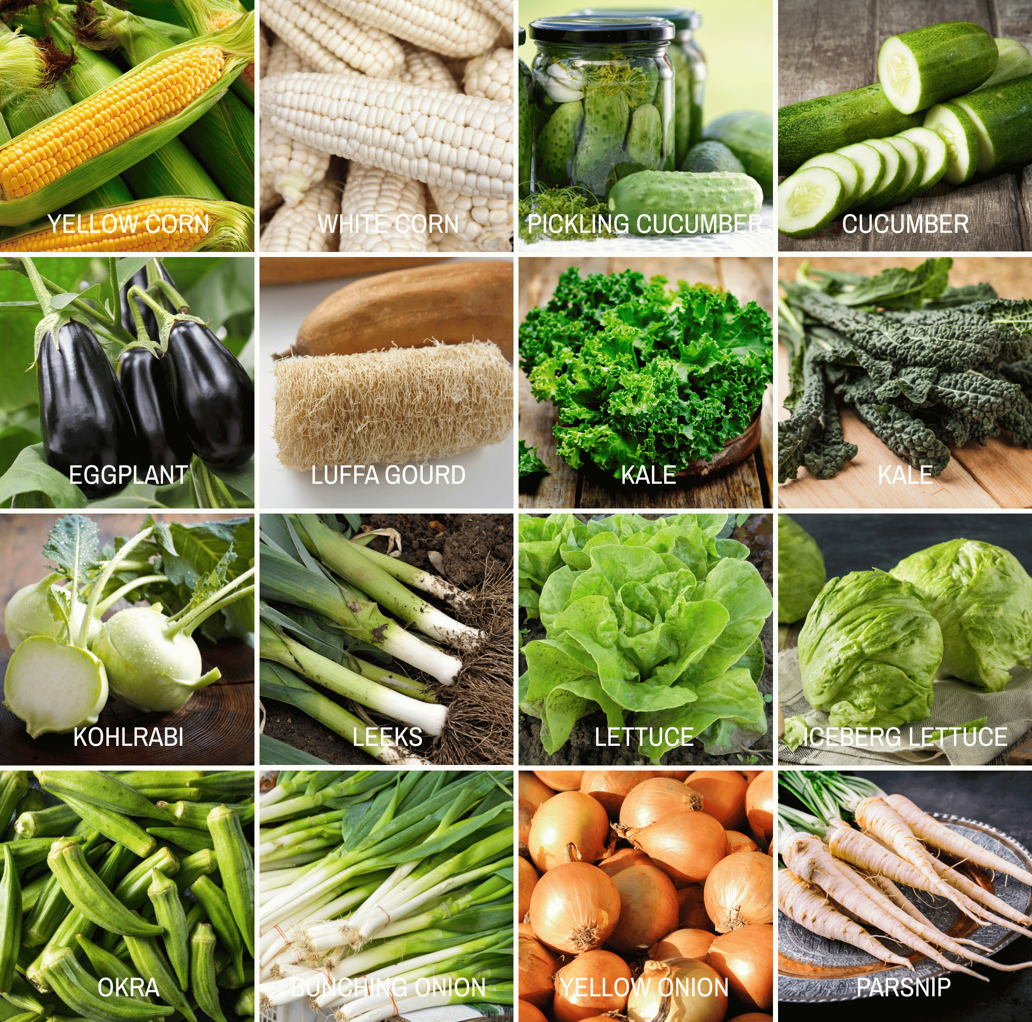 Southern Seeds Community Garden Survival Seed Vault – 120 Seed Varieties | Heirloom Boulevard