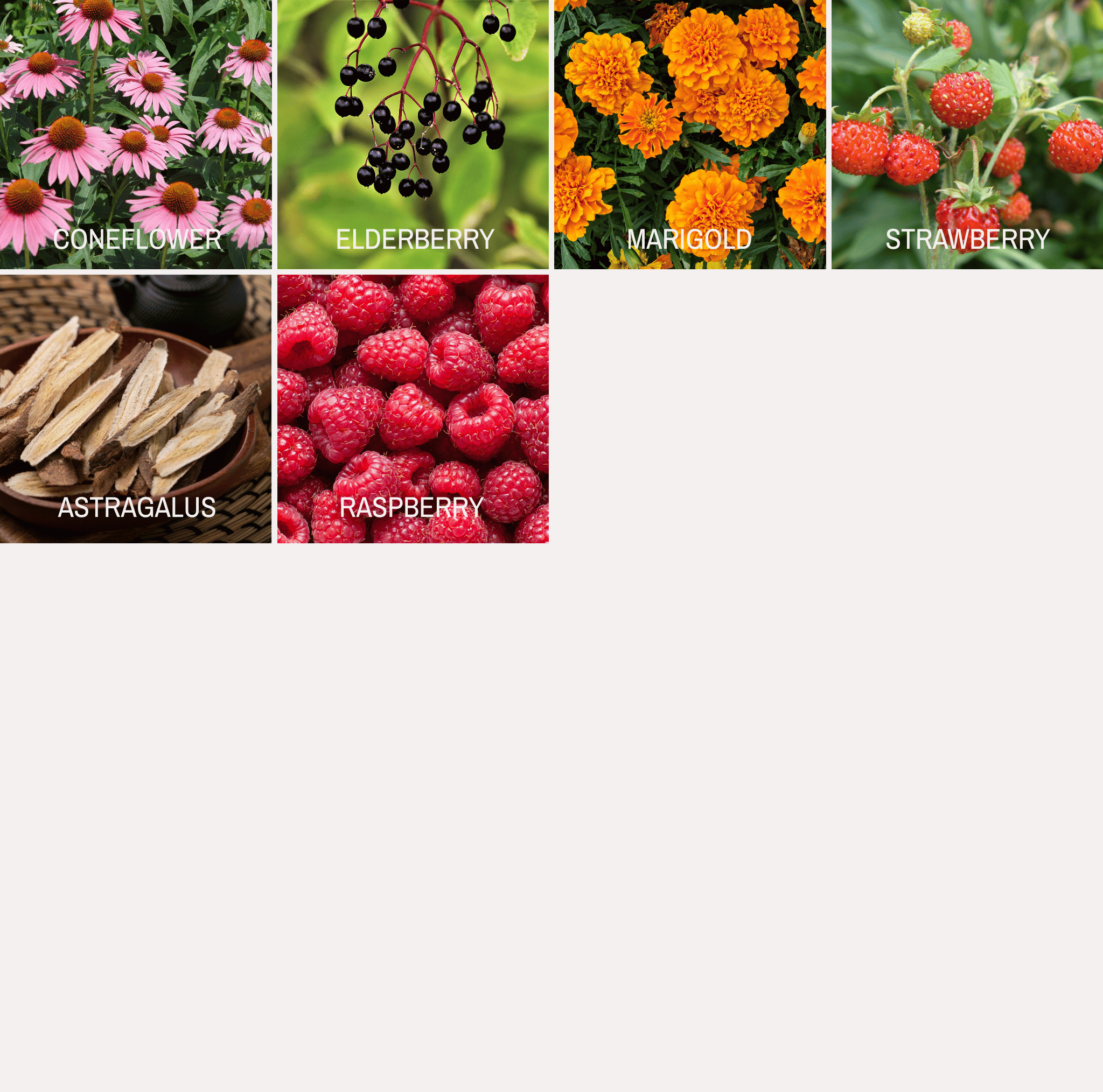 Southern Seeds Community Garden Survival Seed Vault – 120 Seed Varieties | Heirloom Boulevard