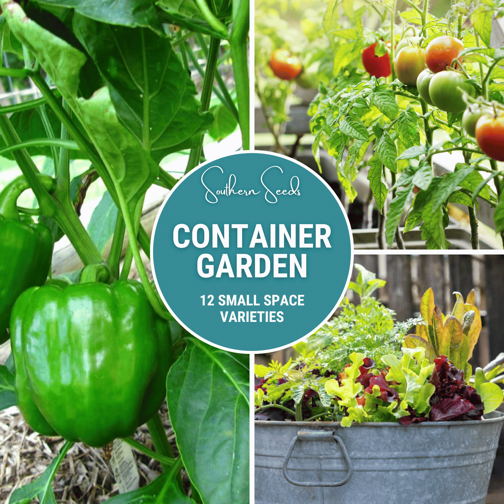 Southern Seeds Container Garden Seed Collection – 12 Varieties | Heirloom Boulevard