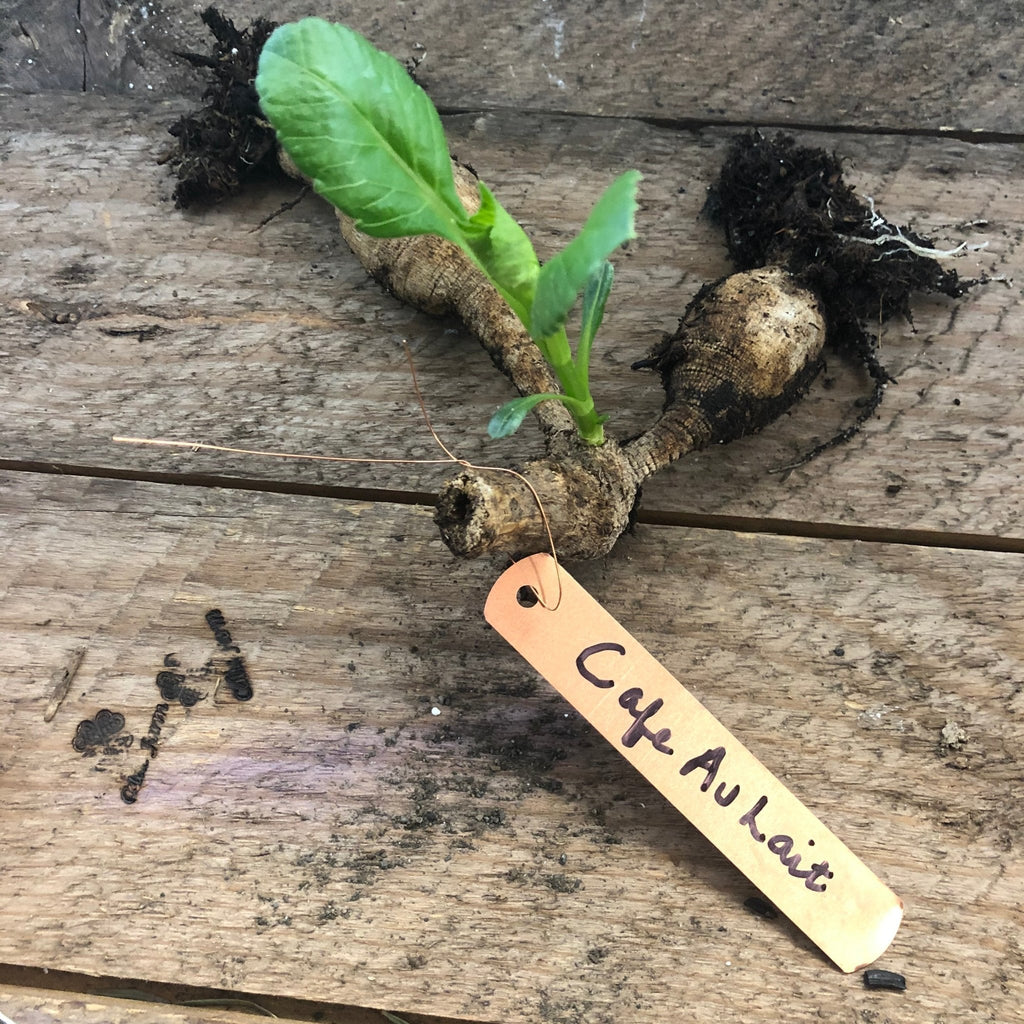 Copper Garden Tags with Wire - 5 inches | Heirloom Boulevard