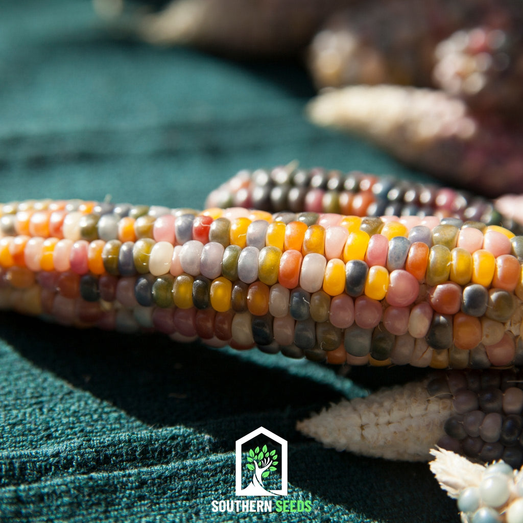 Glass Gems Corn – 30 Seeds | Heirloom Boulevard