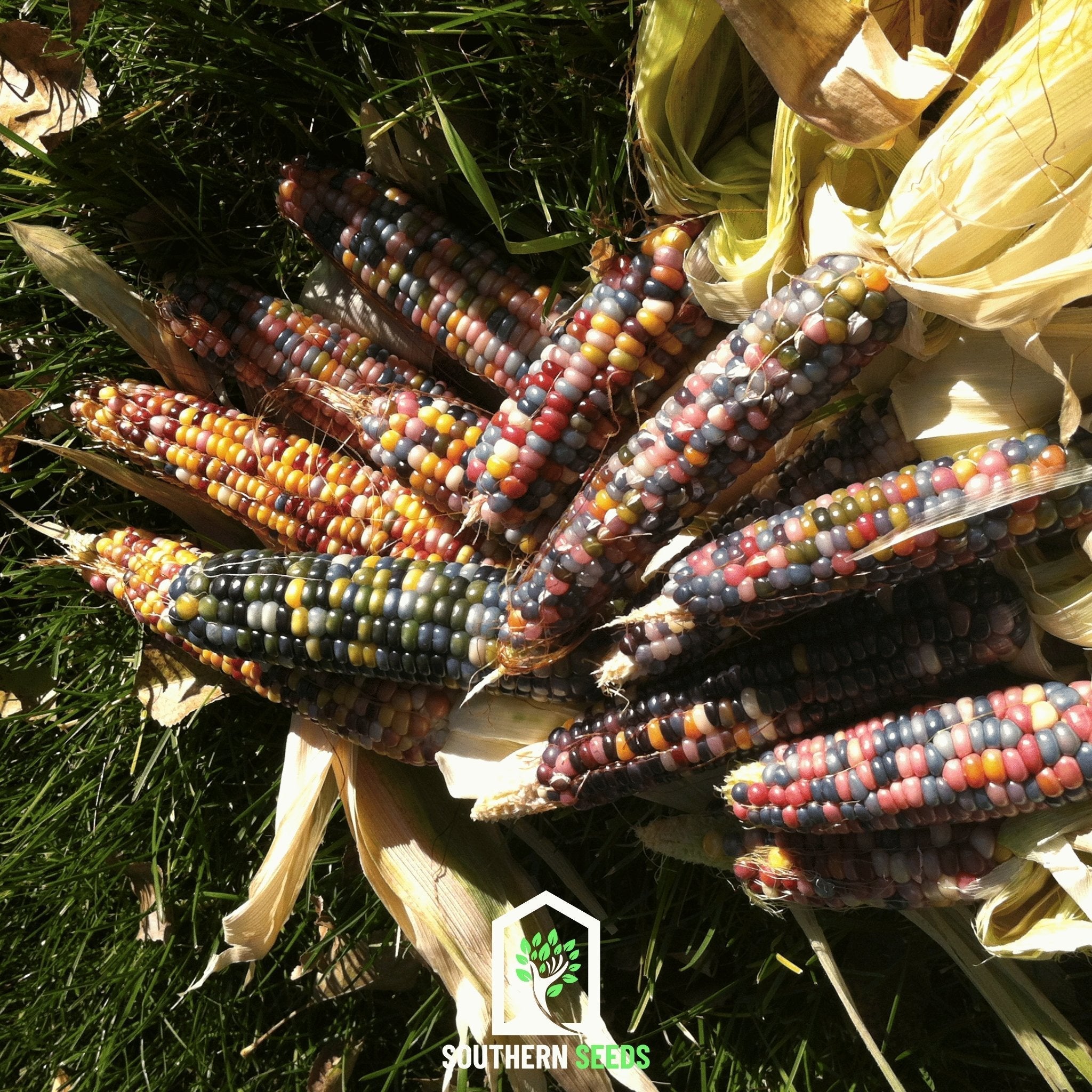 Glass Gems Corn – 30 Seeds | Heirloom Boulevard