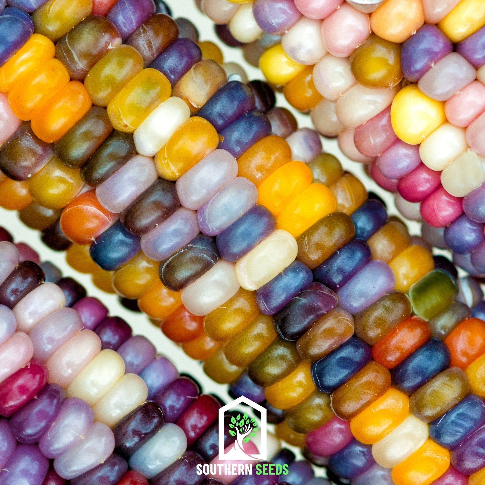 Glass Gems Corn – 30 Seeds | Heirloom Boulevard