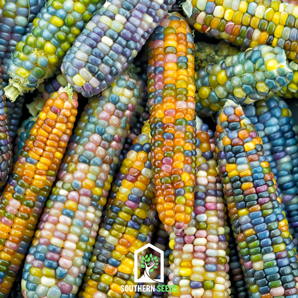 Glass Gems Corn – 30 Seeds | Heirloom Boulevard