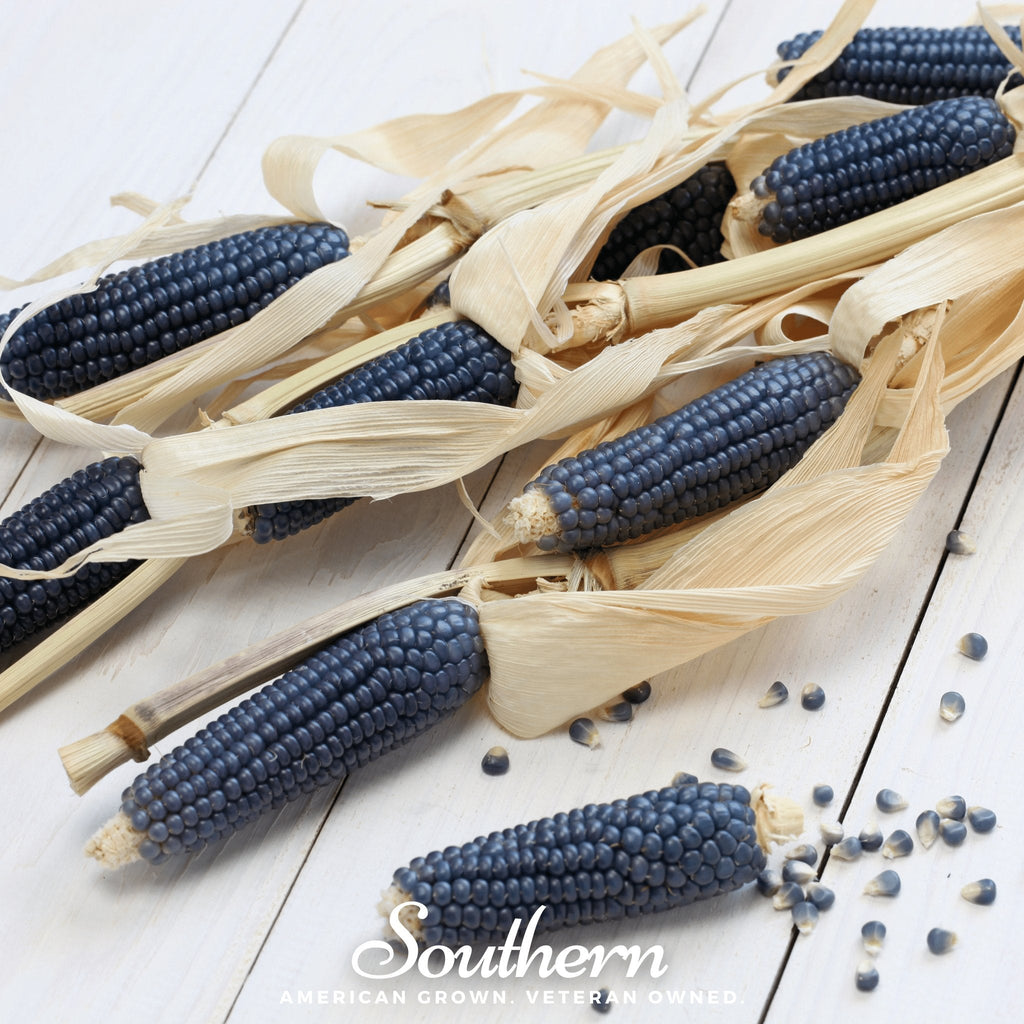 Hopi Blue Corn – 30 Seeds | Heirloom Boulevard