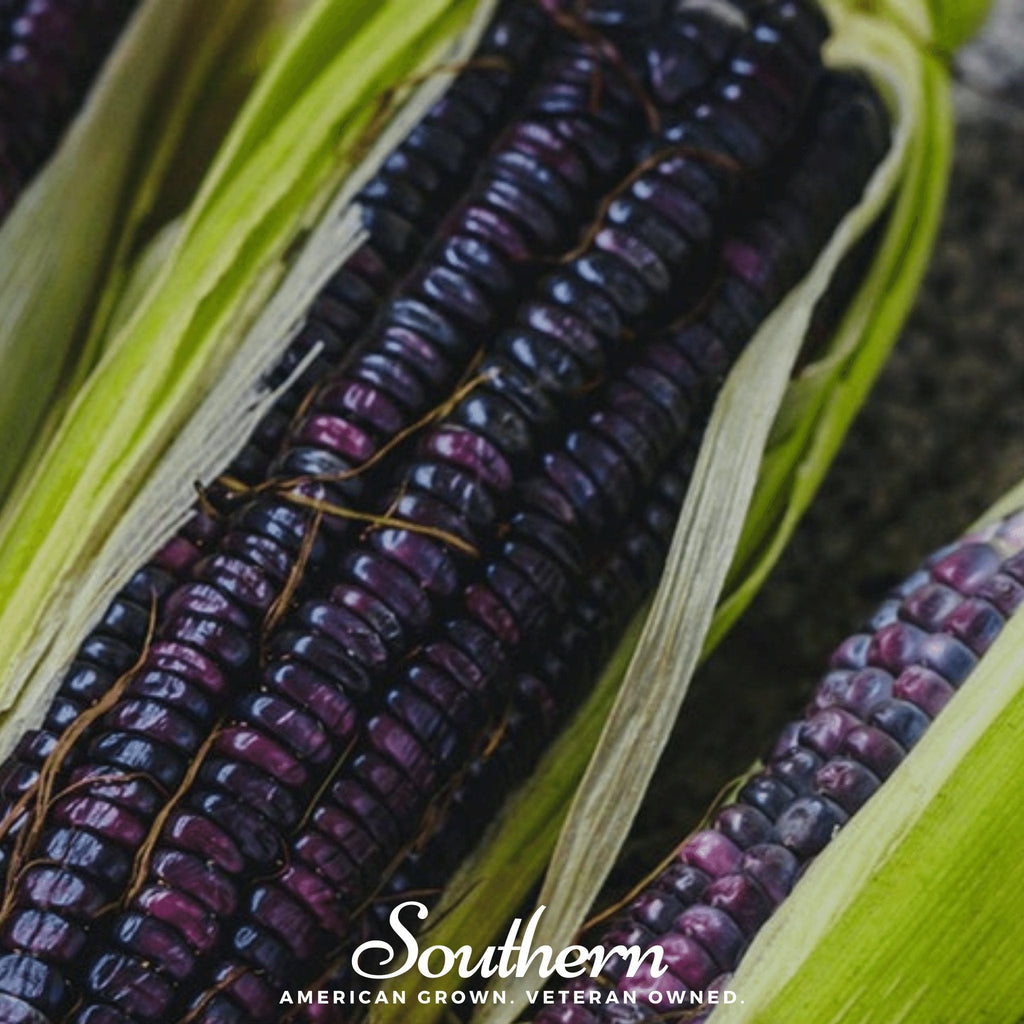 Hopi Blue Corn – 30 Seeds | Heirloom Boulevard