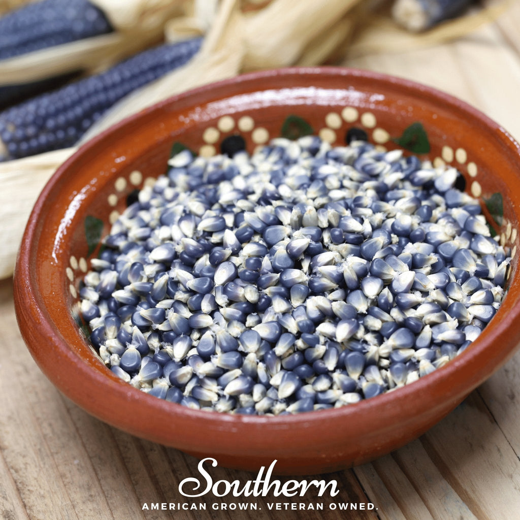 Hopi Blue Corn – 30 Seeds | Heirloom Boulevard
