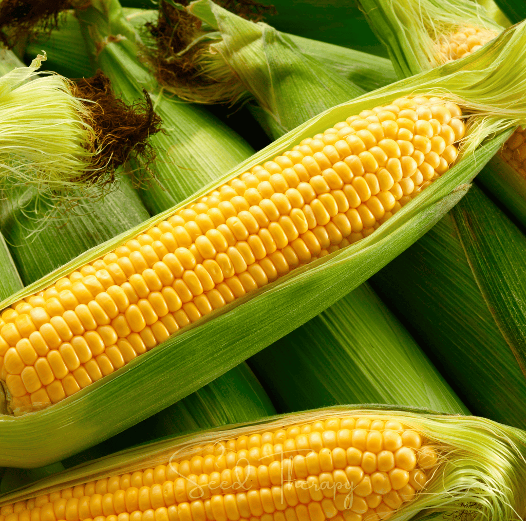 Southern Seeds Kandy Korn Corn – 30 Seeds | Heirloom Boulevard