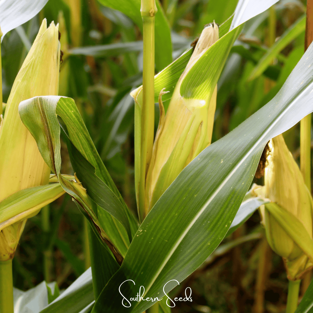 Southern Seeds Kandy Korn Corn – 30 Seeds | Heirloom Boulevard