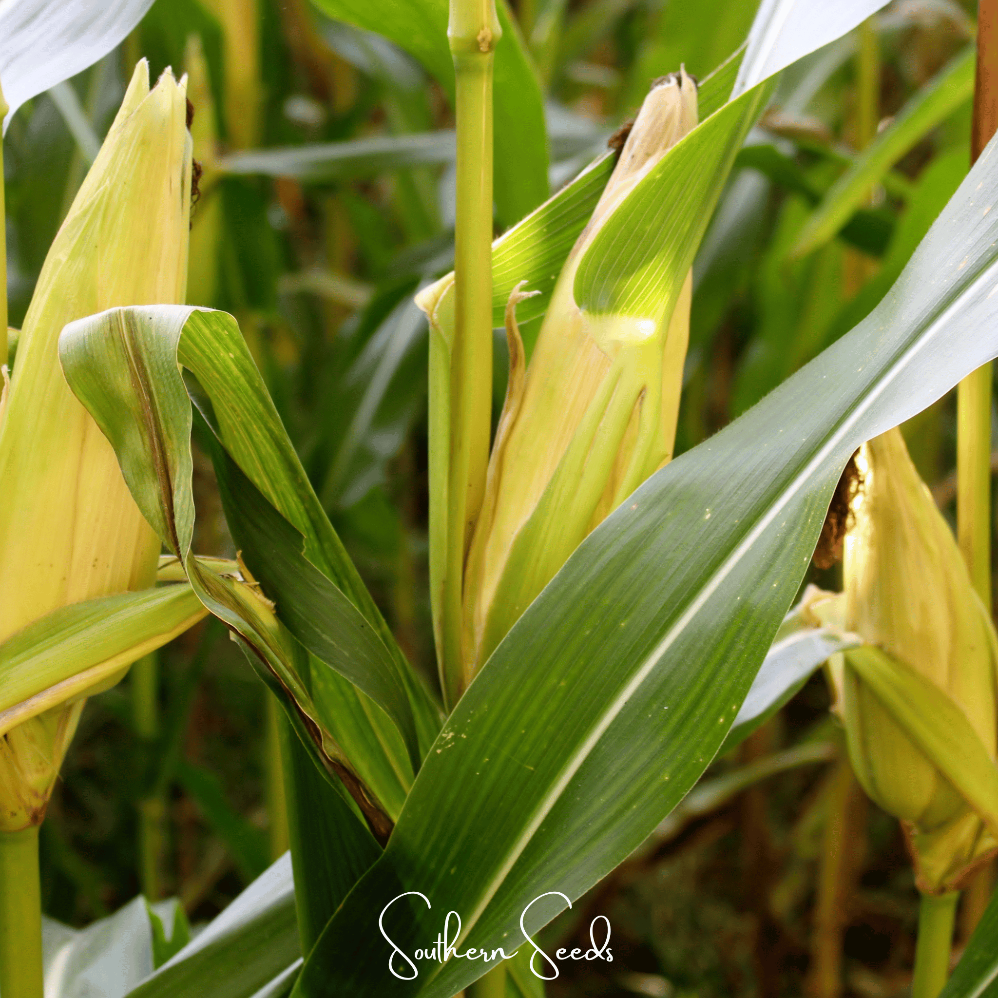 Southern Seeds Kandy Korn Corn – 30 Seeds | Heirloom Boulevard