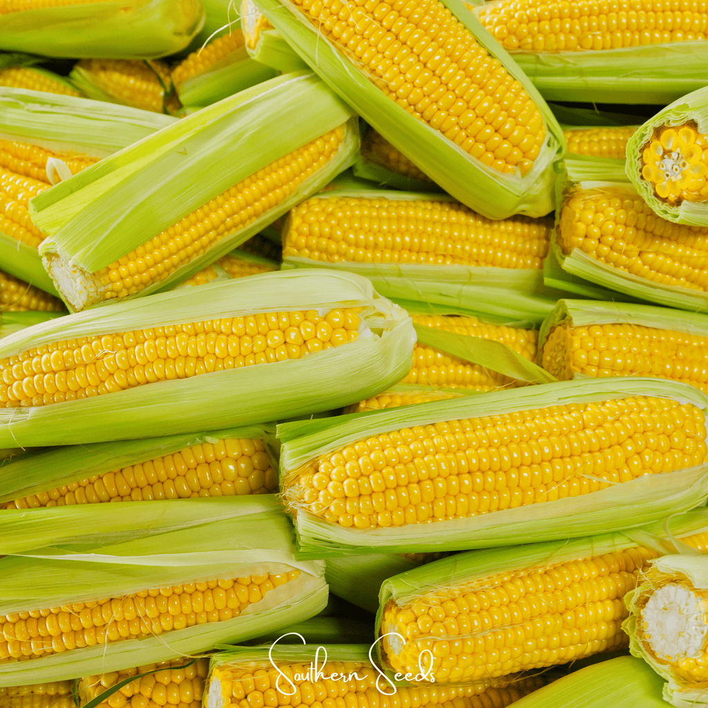 Southern Seeds Kandy Korn Corn – 30 Seeds | Heirloom Boulevard