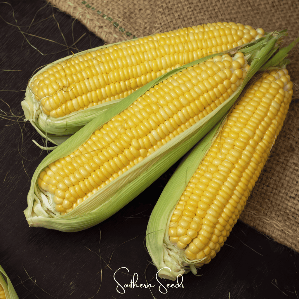 Southern Seeds Kandy Korn Corn – 30 Seeds | Heirloom Boulevard