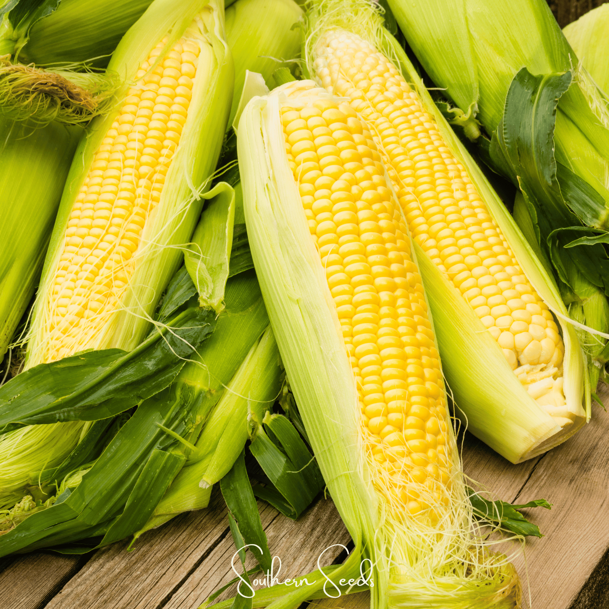 Southern Seeds Kandy Korn Corn – 30 Seeds | Heirloom Boulevard