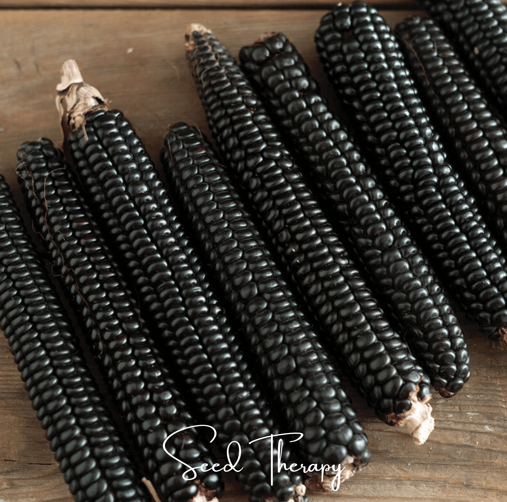 Morado Montana Maize Corn – 25 Seeds | Heirloom Boulevard