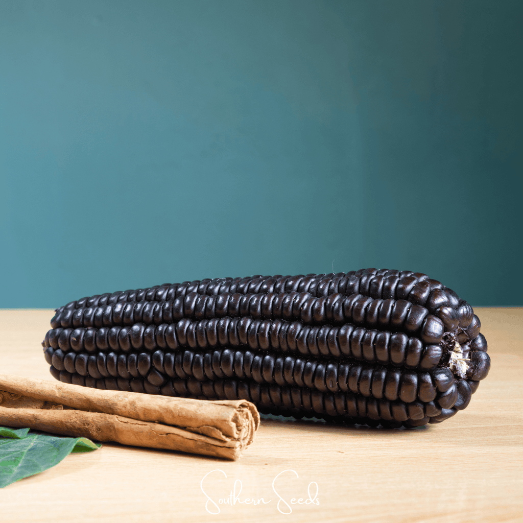 Morado Montana Maize Corn – 25 Seeds | Heirloom Boulevard