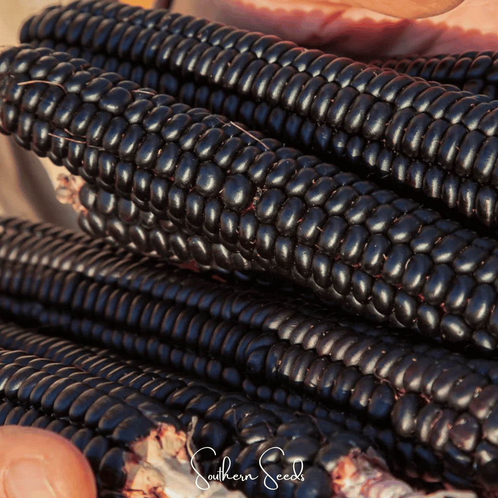 Morado Montana Maize Corn – 25 Seeds | Heirloom Boulevard