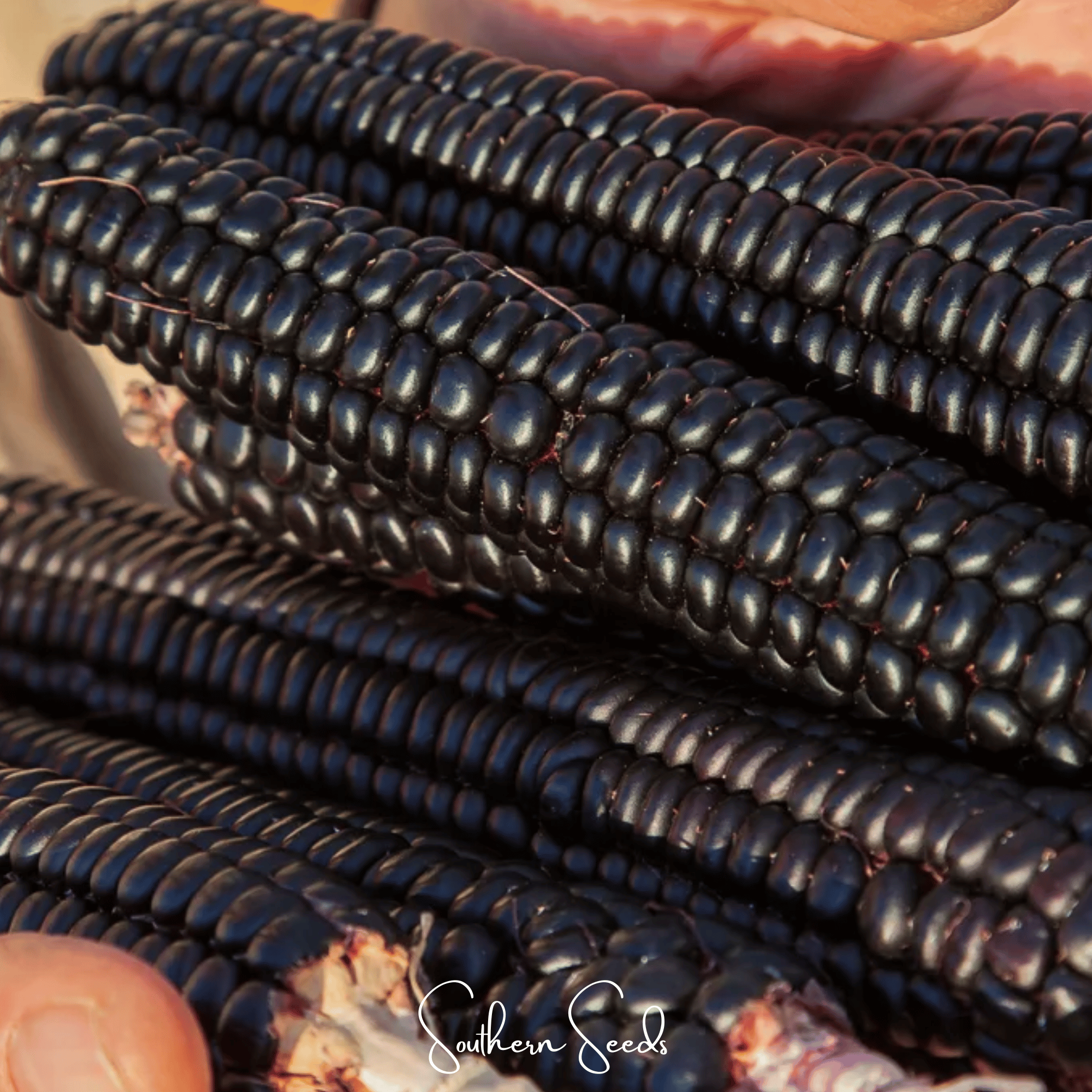 Morado Montana Maize Corn – 25 Seeds | Heirloom Boulevard