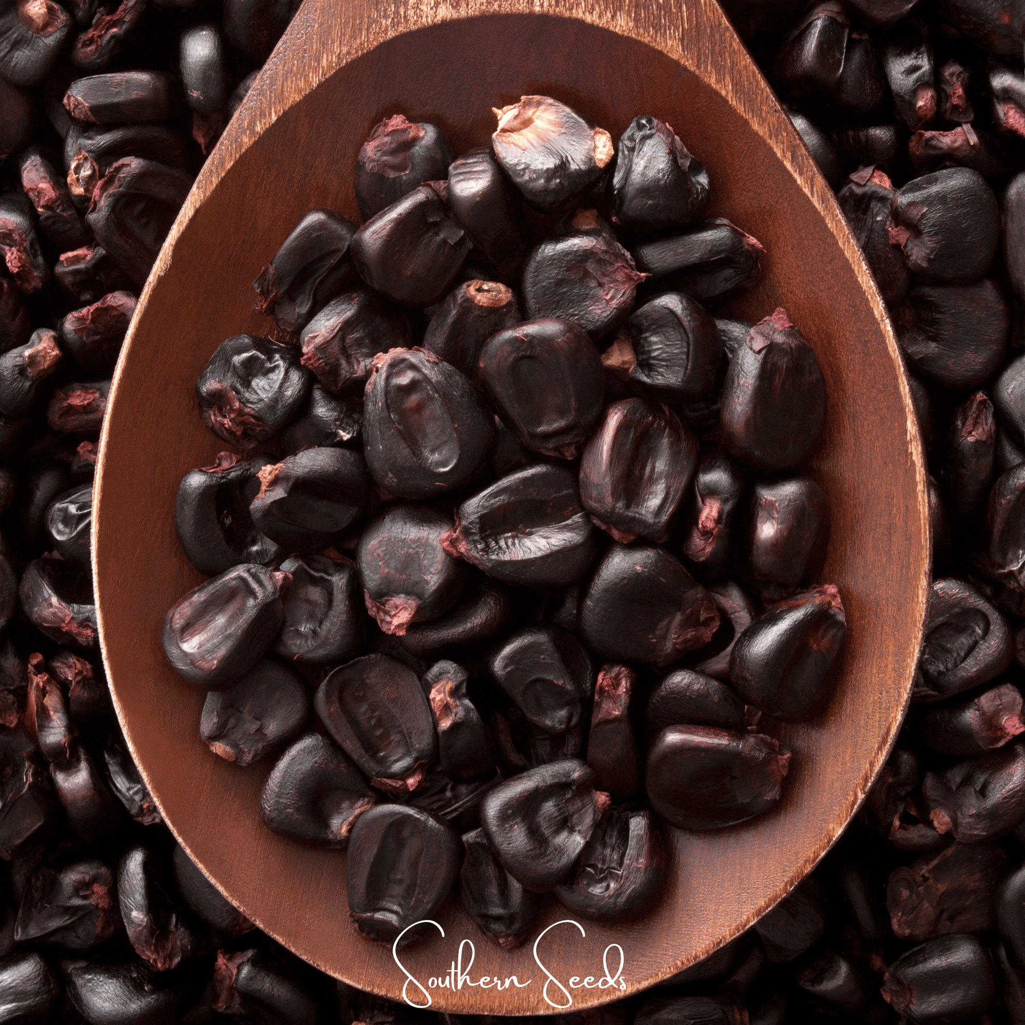 Morado Montana Maize Corn – 25 Seeds | Heirloom Boulevard