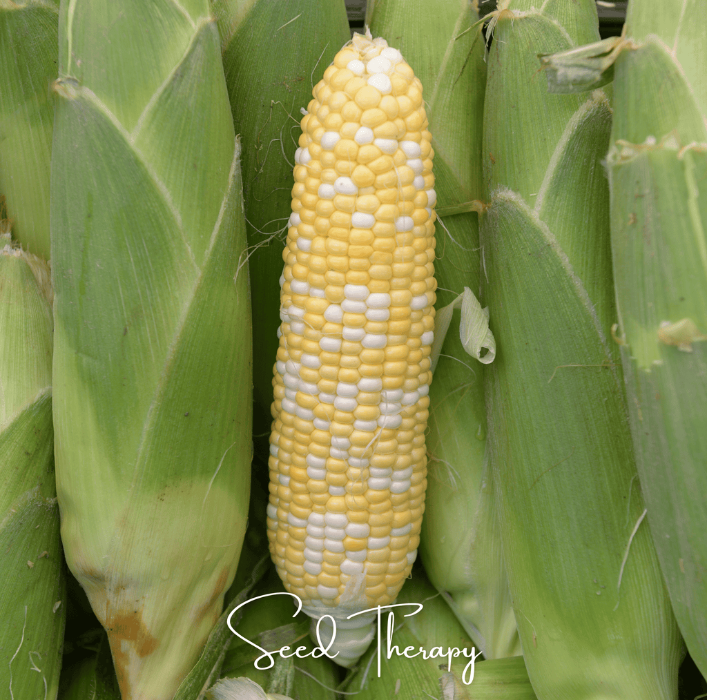 Peaches & Cream Corn – 30 Seeds | Heirloom Boulevard