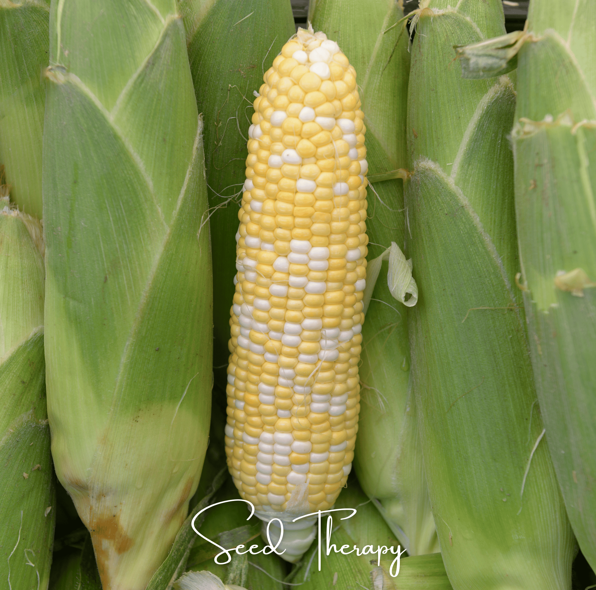 Peaches & Cream Corn – 30 Seeds | Heirloom Boulevard