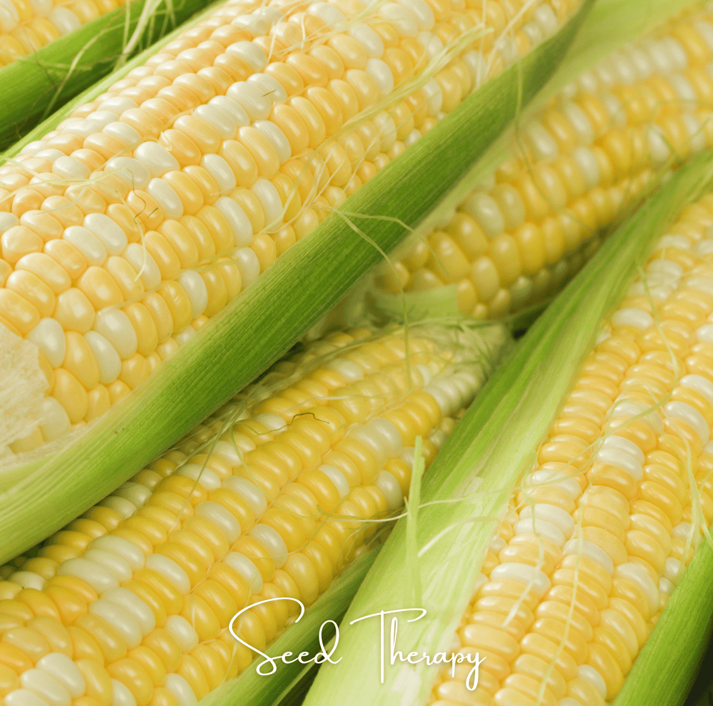Peaches & Cream Corn – 30 Seeds | Heirloom Boulevard