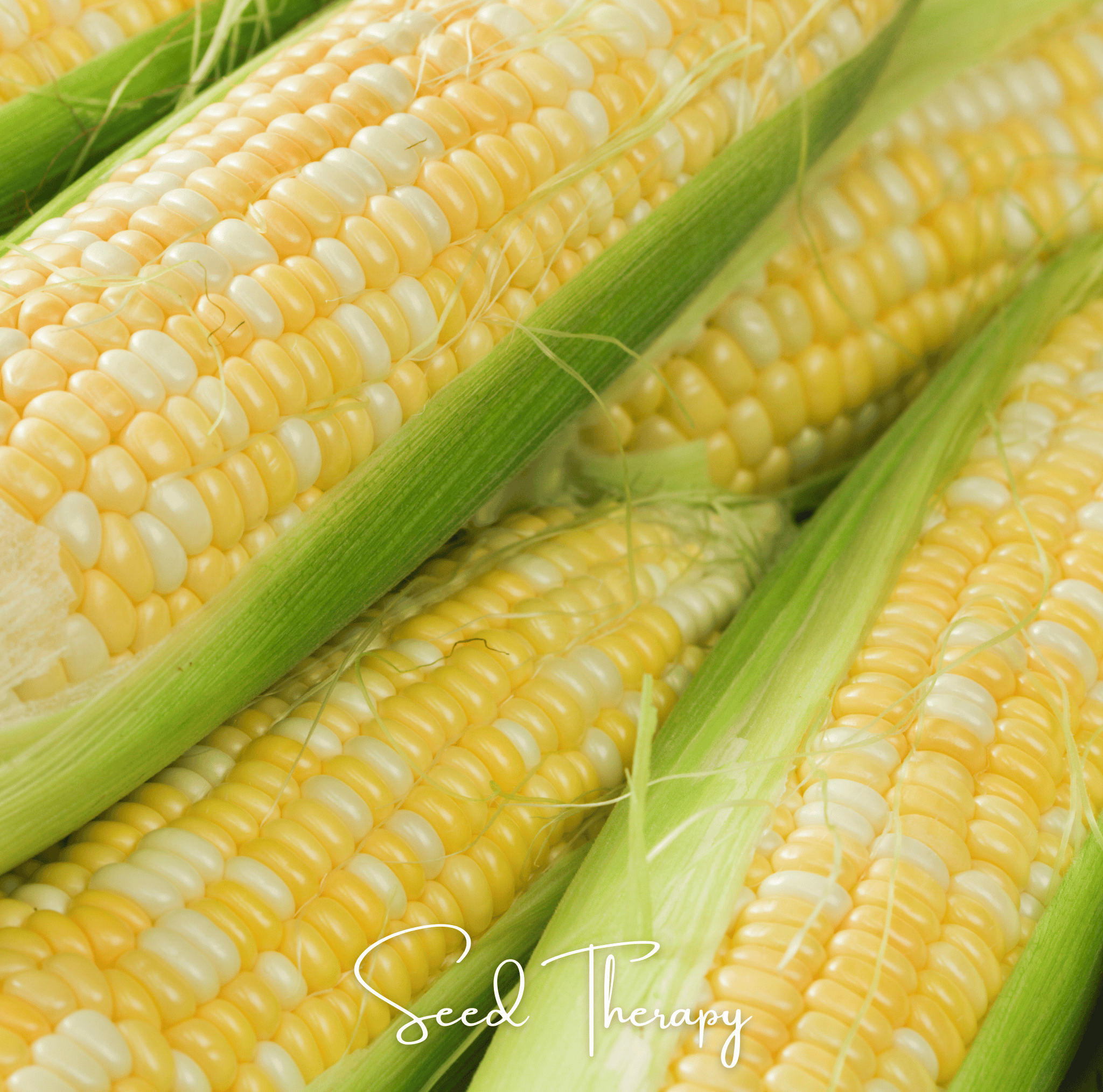 Peaches & Cream Corn – 30 Seeds | Heirloom Boulevard