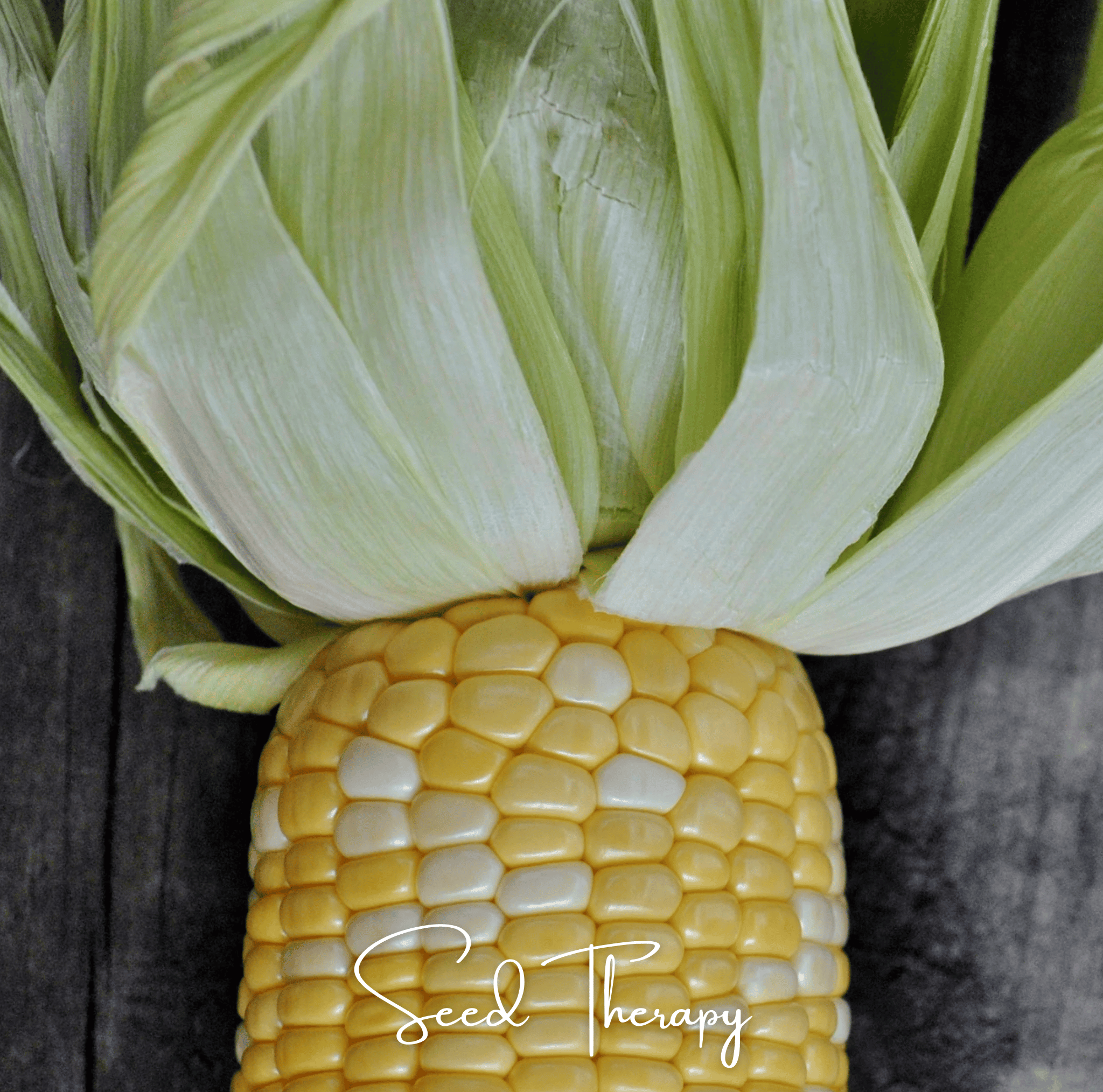 Peaches & Cream Corn – 30 Seeds | Heirloom Boulevard