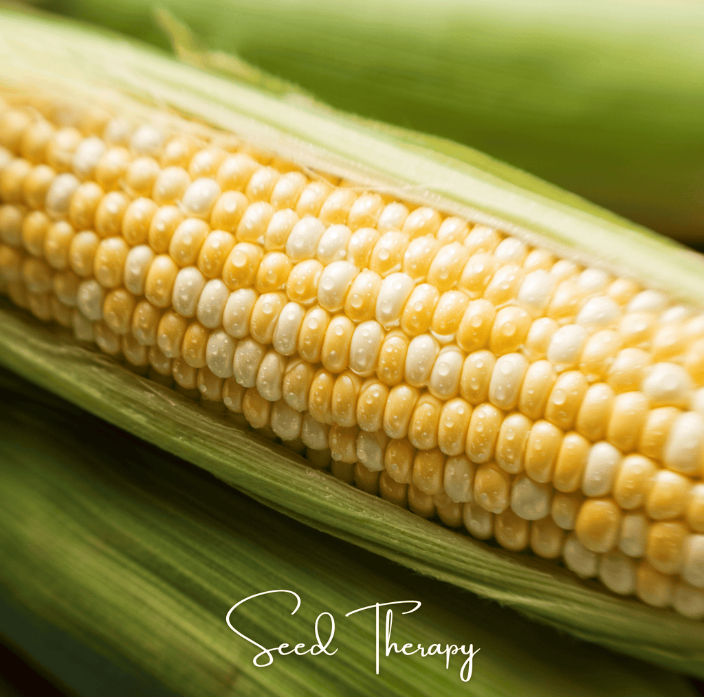 Peaches & Cream Corn – 30 Seeds | Heirloom Boulevard