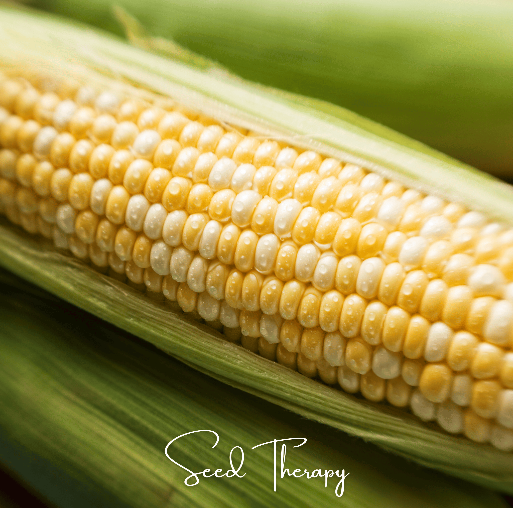 Peaches & Cream Corn – 30 Seeds | Heirloom Boulevard