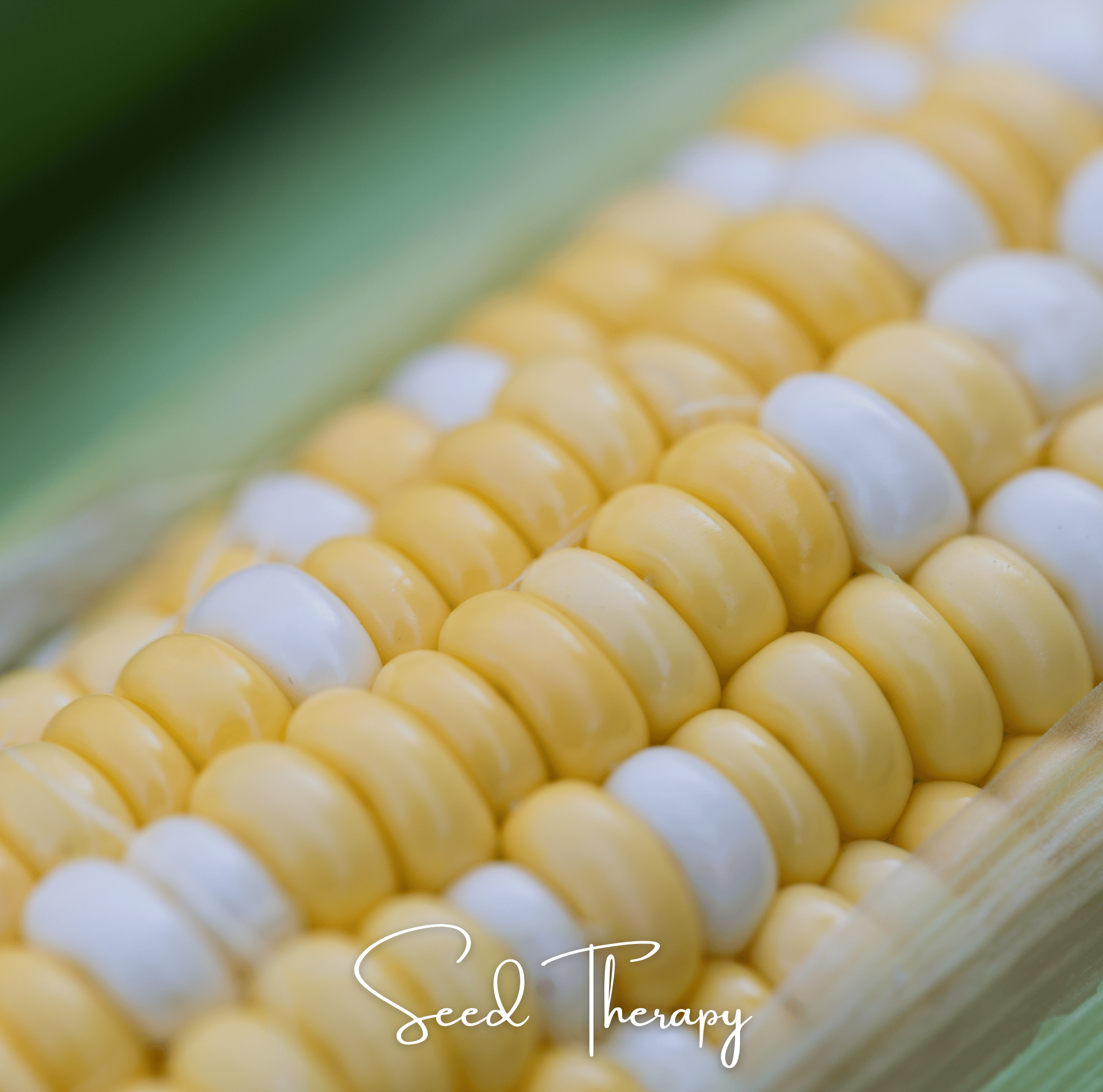Peaches & Cream Corn – 30 Seeds | Heirloom Boulevard