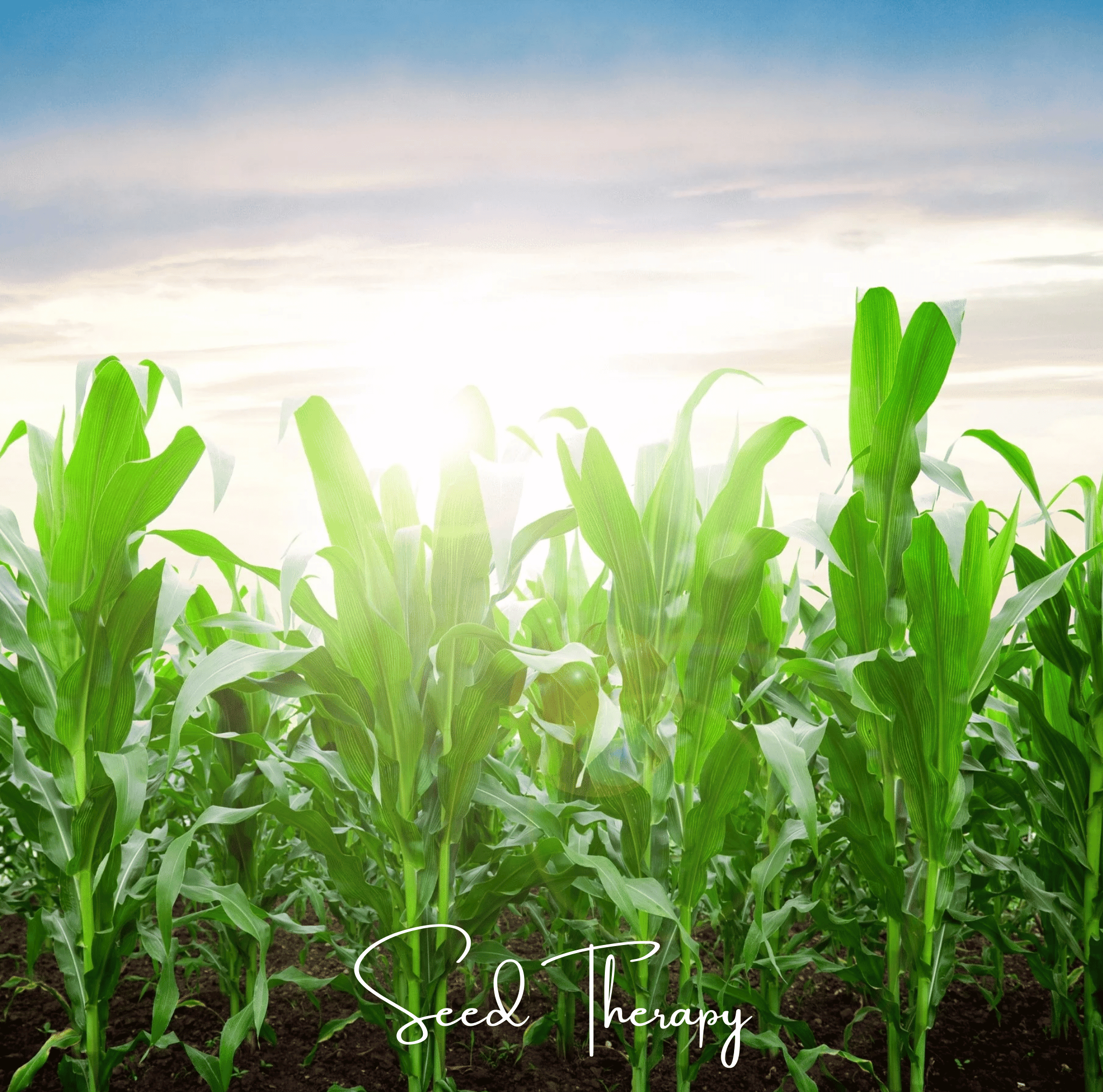 Peaches & Cream Corn – 30 Seeds | Heirloom Boulevard