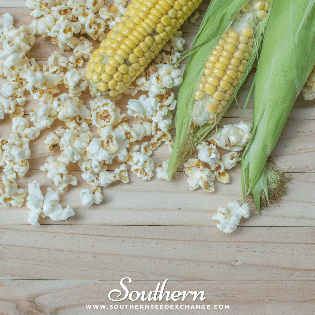 Popcorn Corn – 30 Seeds | Heirloom Boulevard