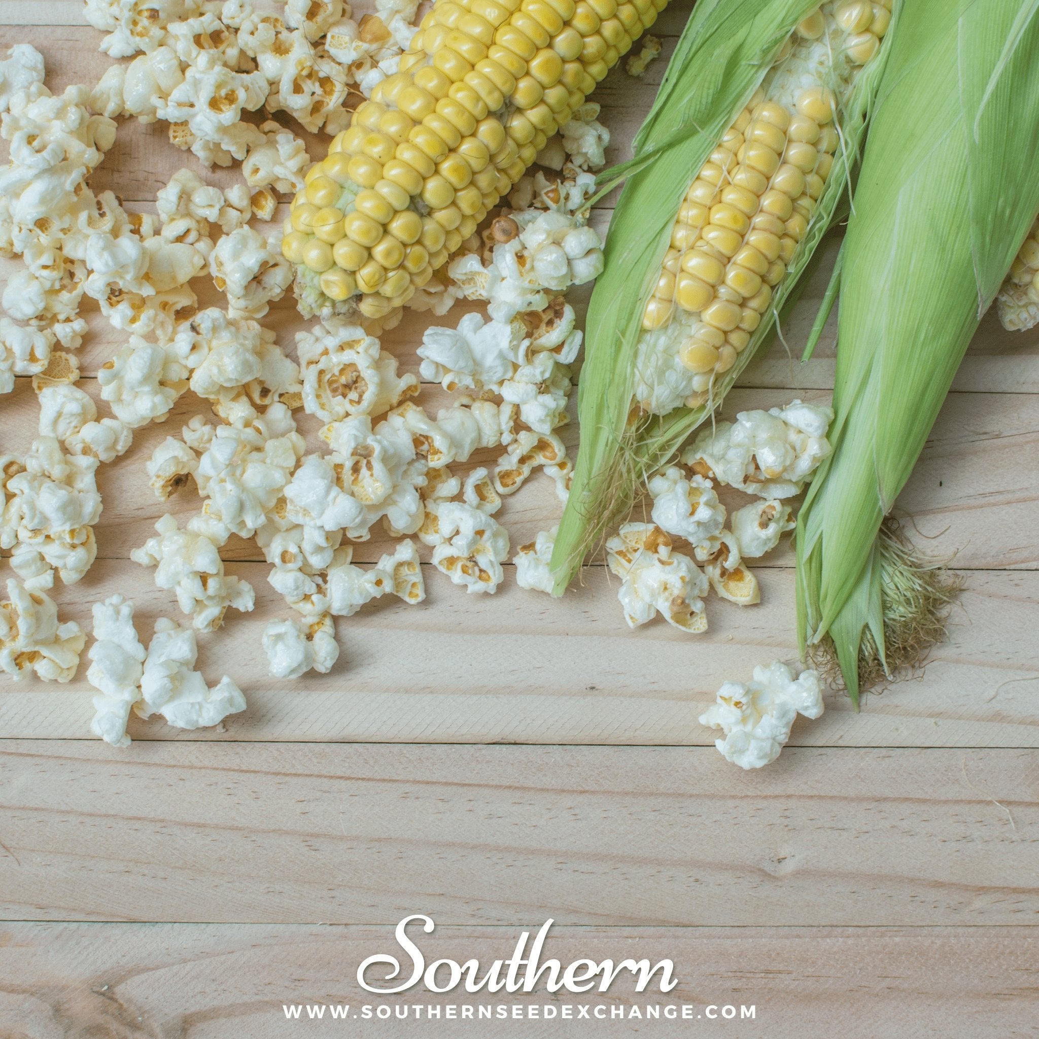Popcorn Corn – 30 Seeds | Heirloom Boulevard