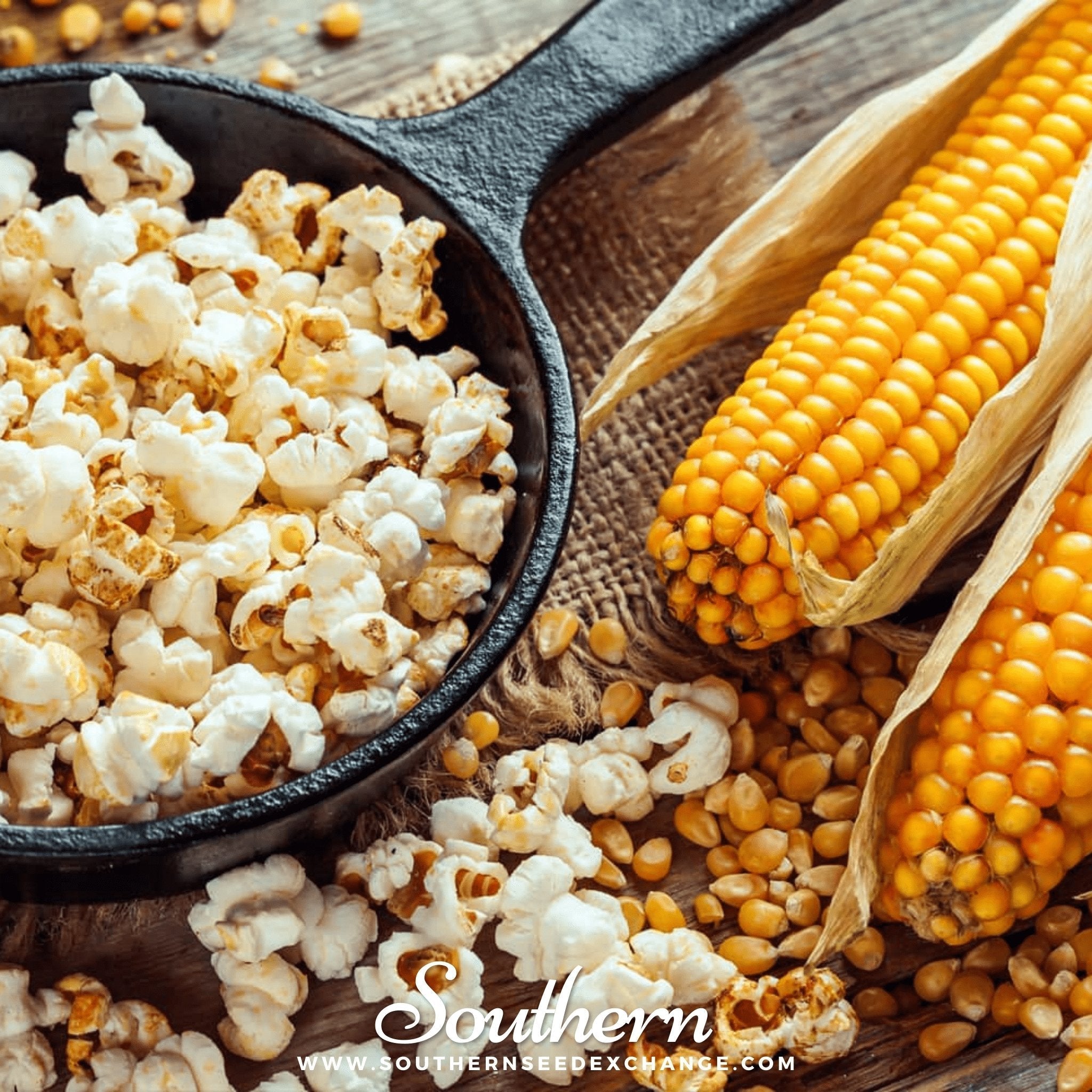 Popcorn Corn – 30 Seeds | Heirloom Boulevard