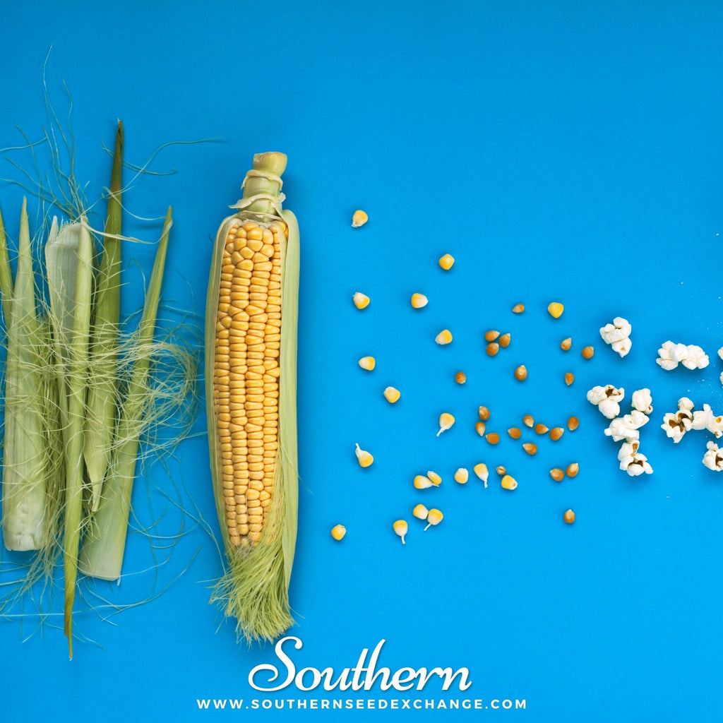 Popcorn Corn – 30 Seeds | Heirloom Boulevard