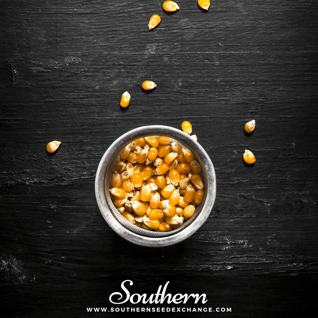 Popcorn Corn – 30 Seeds | Heirloom Boulevard