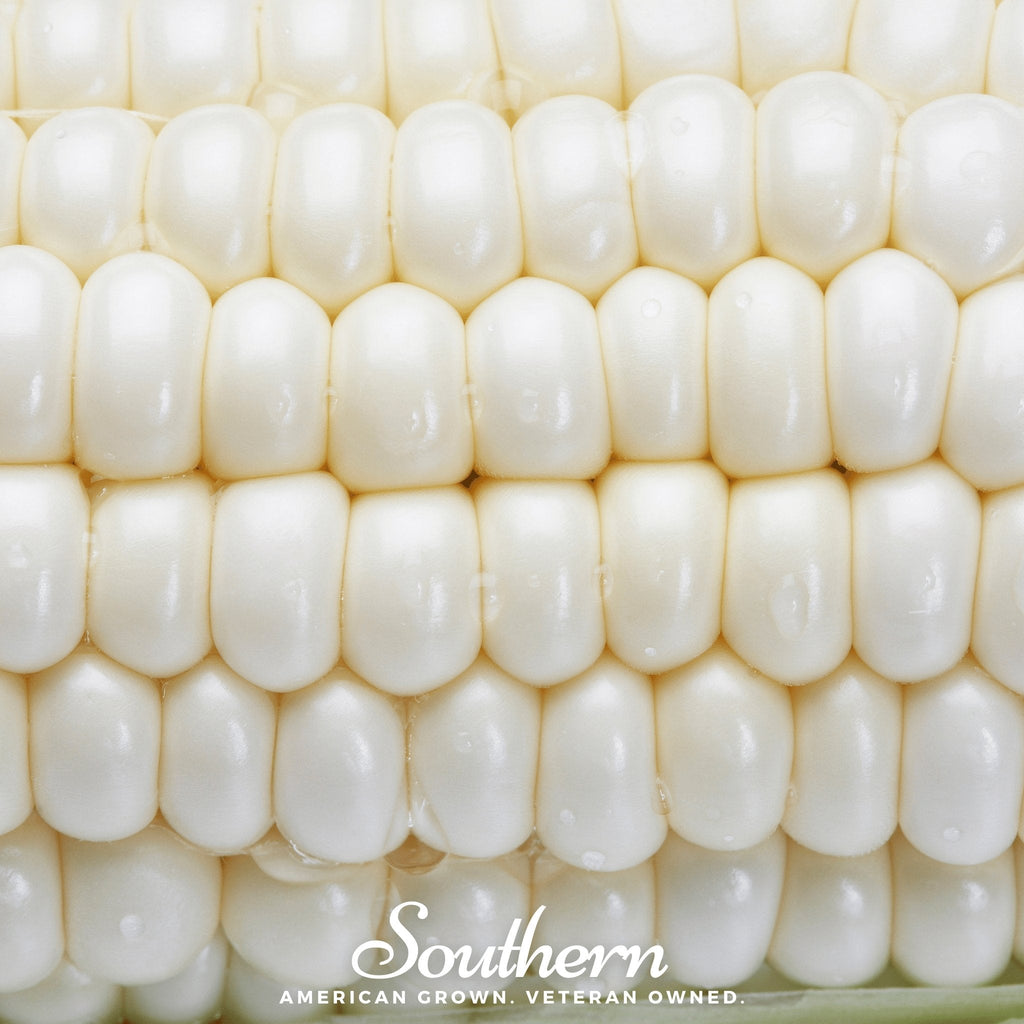 Southern Seeds Stowells Evergreen Sweet Corn – 30 Seeds | Heirloom Boulevard