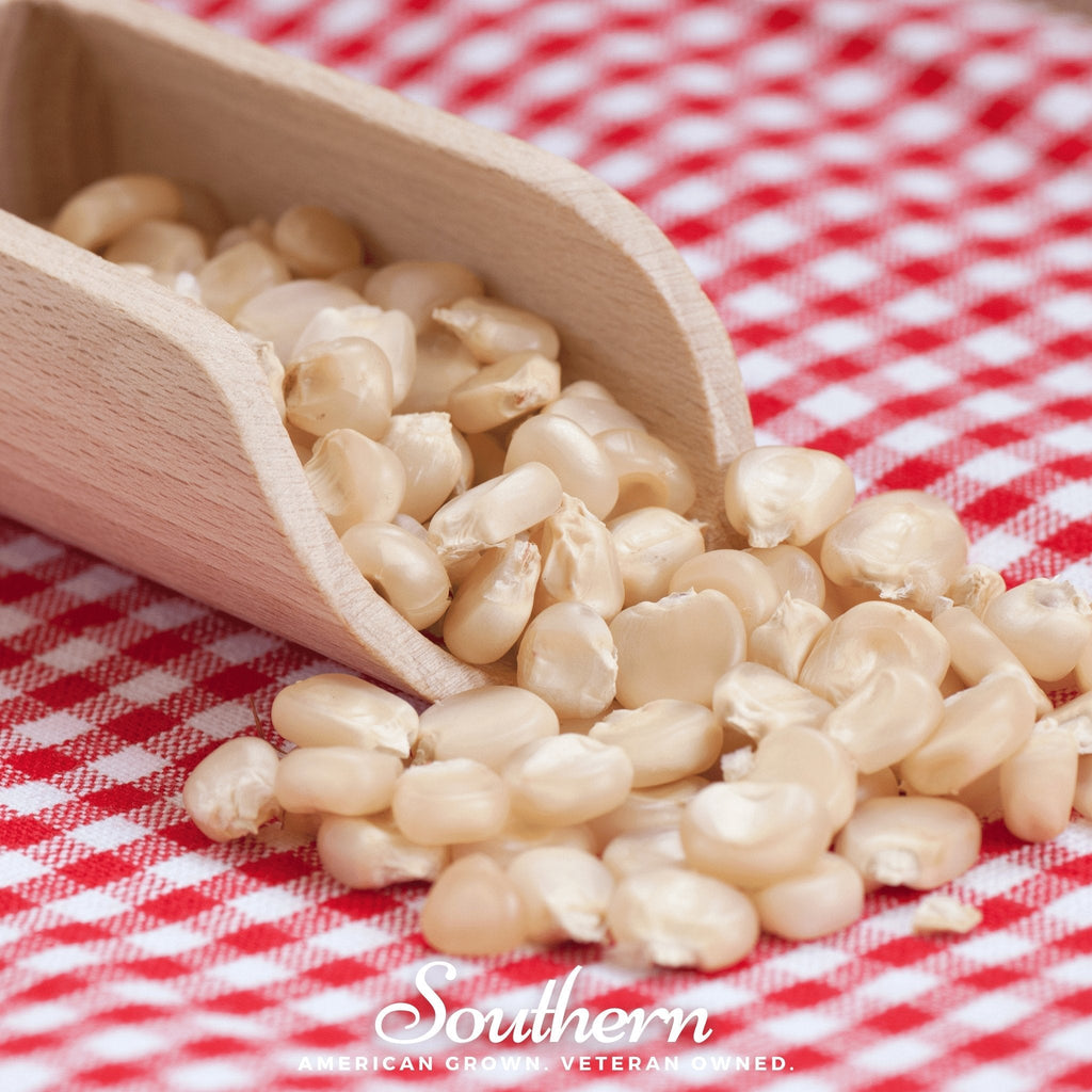 Southern Seeds Stowells Evergreen Sweet Corn – 30 Seeds | Heirloom Boulevard