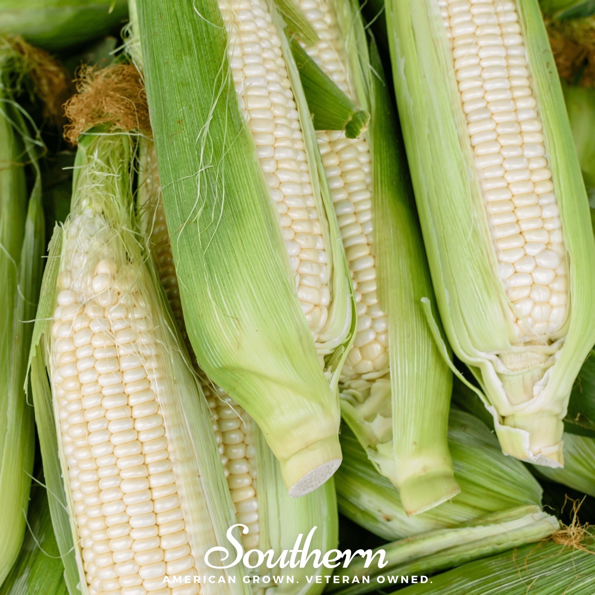 Southern Seeds Stowells Evergreen Sweet Corn – 30 Seeds | Heirloom Boulevard