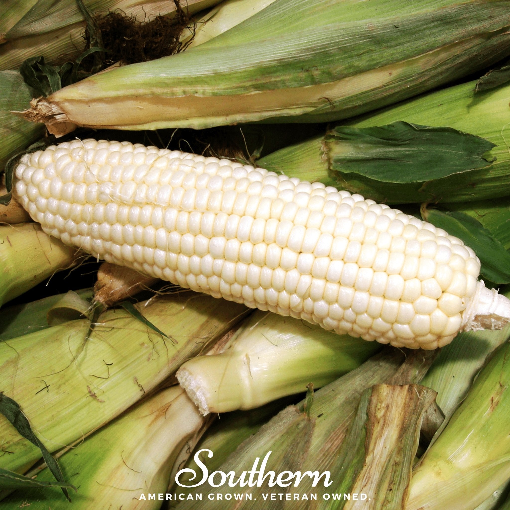 Southern Seeds Stowells Evergreen Sweet Corn – 30 Seeds | Heirloom Boulevard